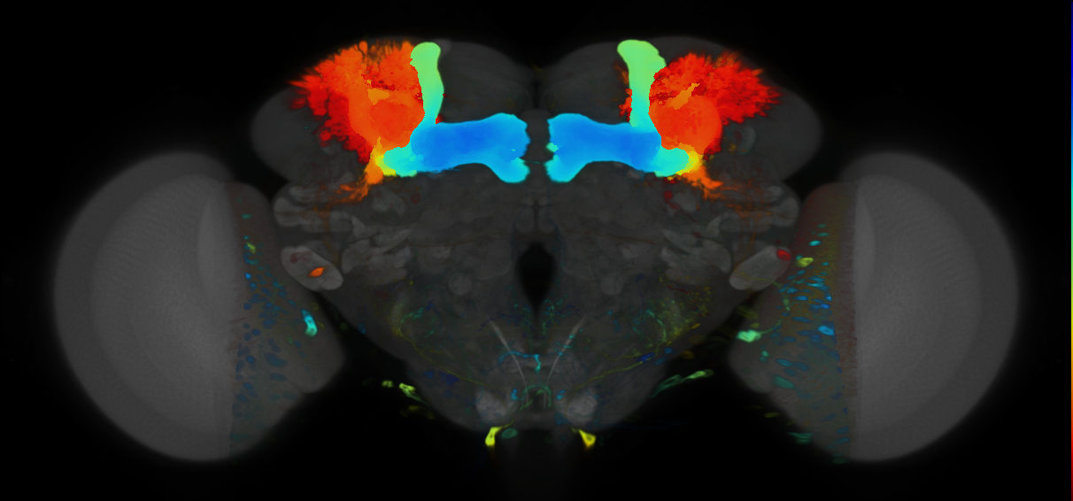 P{VT030559-GAL4} expression pattern