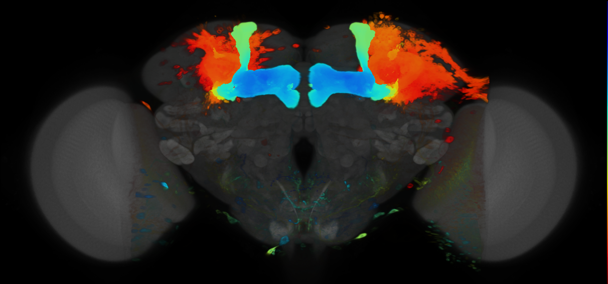 P{VT030559-GAL4} expression pattern