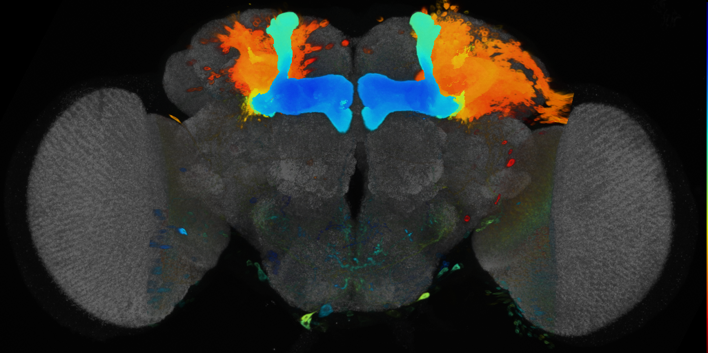 P{VT030559-GAL4} expression pattern