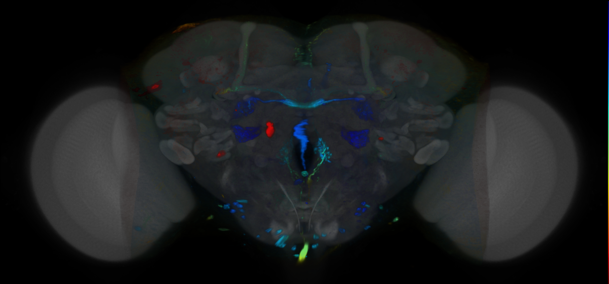 P{VT030611-GAL4} expression pattern