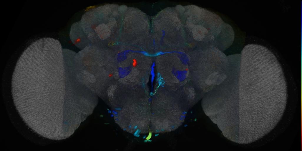 P{VT030611-GAL4} expression pattern