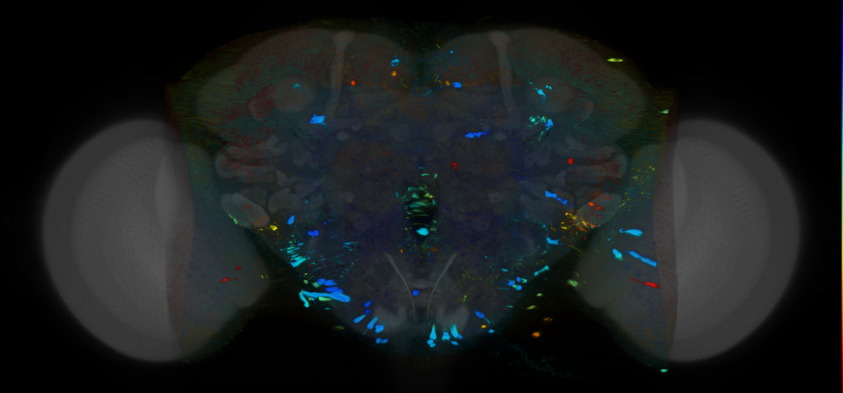 P{VT030870-GAL4} expression pattern