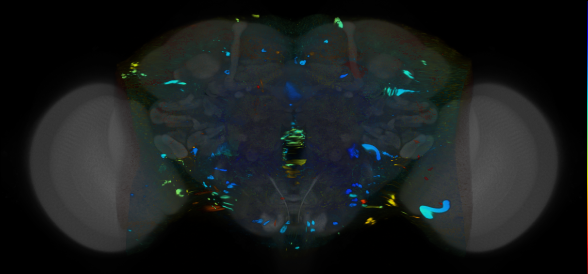 P{VT030870-GAL4} expression pattern