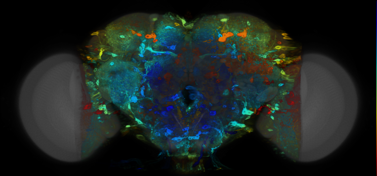 P{VT031169-GAL4} expression pattern