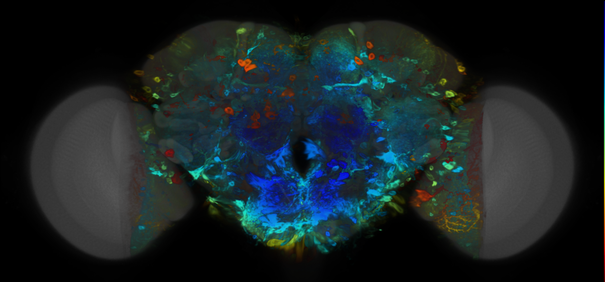 P{VT031169-GAL4} expression pattern