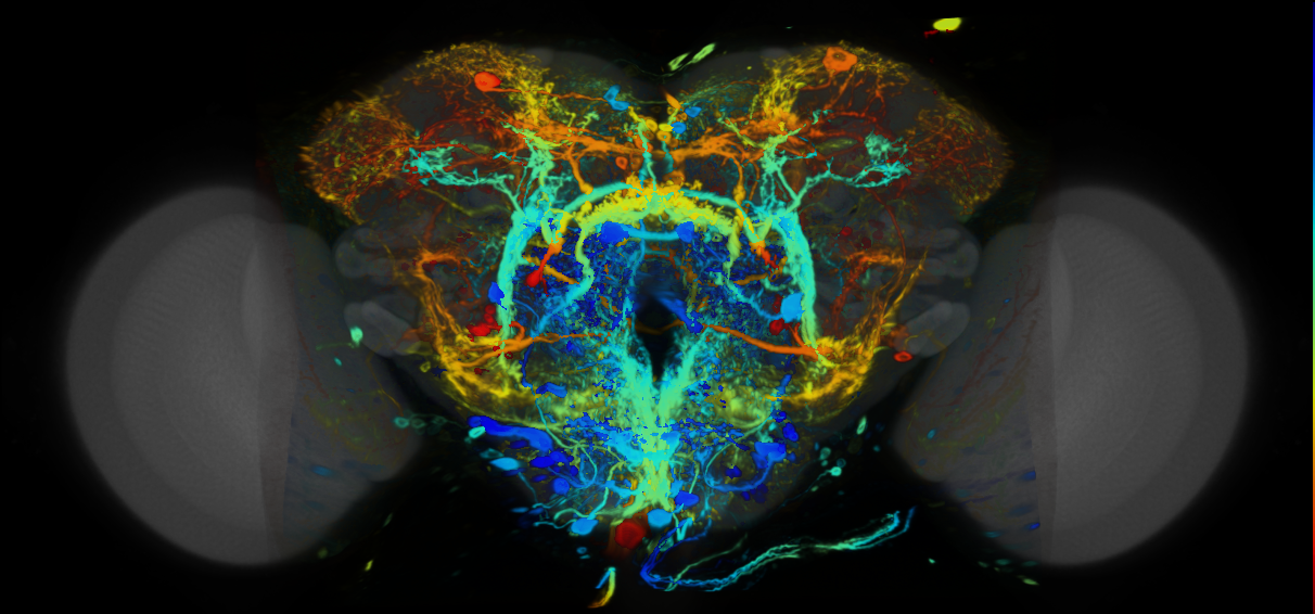 P{VT031176-GAL4} expression pattern