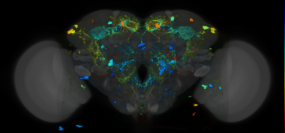P{VT031392-GAL4} expression pattern