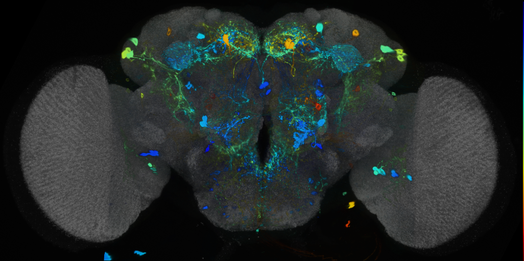 P{VT031392-GAL4} expression pattern