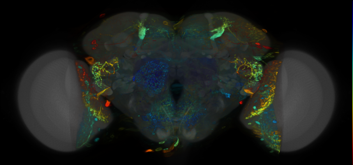 P{VT031409-GAL4} expression pattern