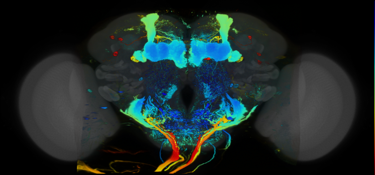 P{VT031484-GAL4} expression pattern