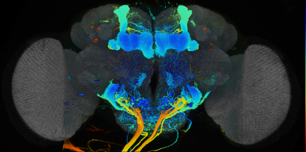 P{VT031484-GAL4} expression pattern