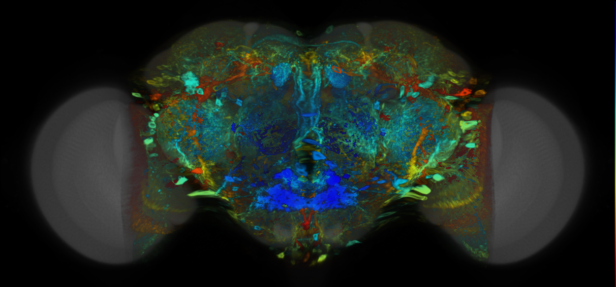 P{VT032281-GAL4} expression pattern
