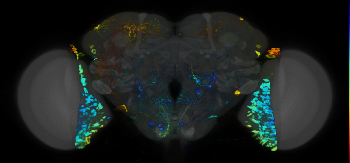 P{VT032336-GAL4} expression pattern
