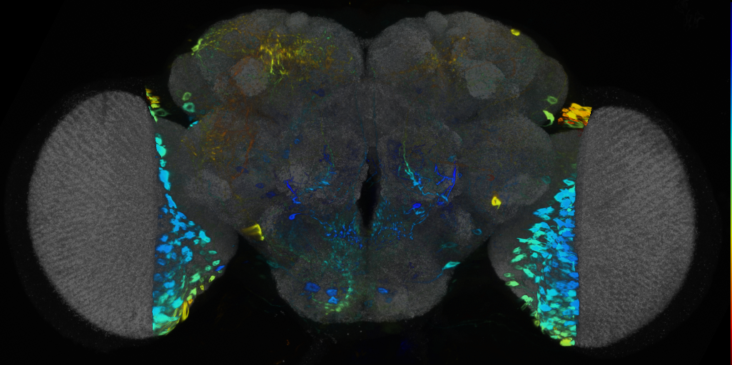 P{VT032336-GAL4} expression pattern