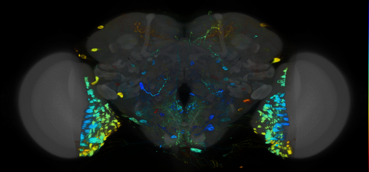 P{VT032336-GAL4} expression pattern