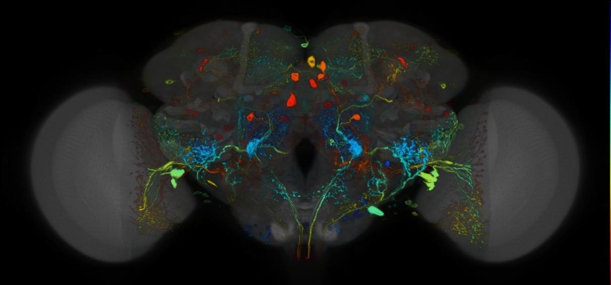 P{VT032805-GAL4} expression pattern