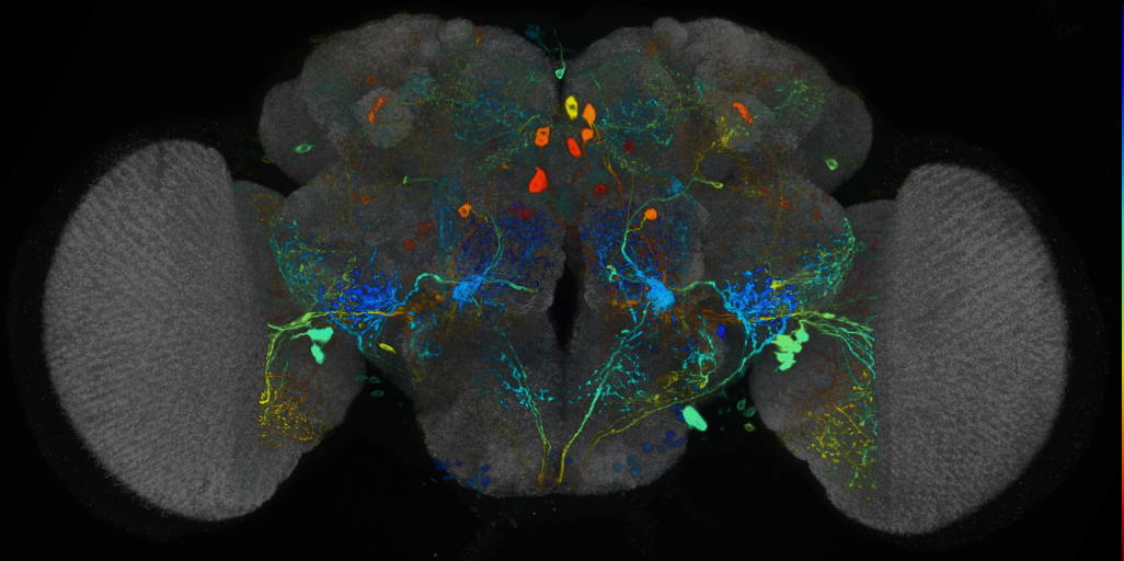 P{VT032805-GAL4} expression pattern