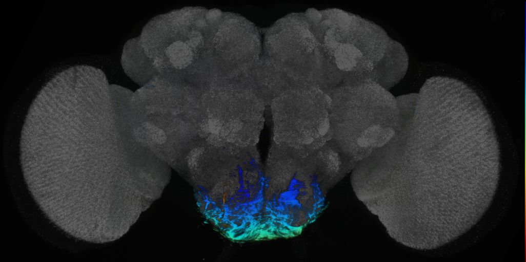 P{VT032893-GAL4} expression pattern