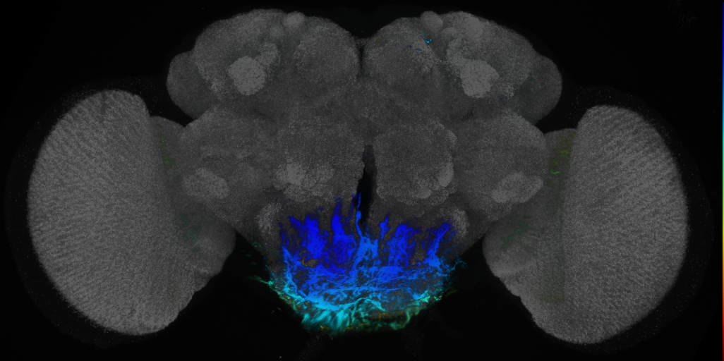 P{VT032893-GAL4} expression pattern
