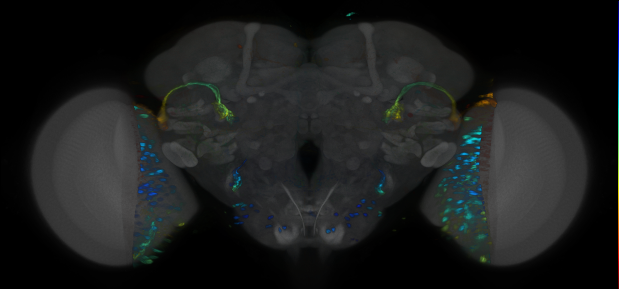 P{VT032961-GAL4} expression pattern