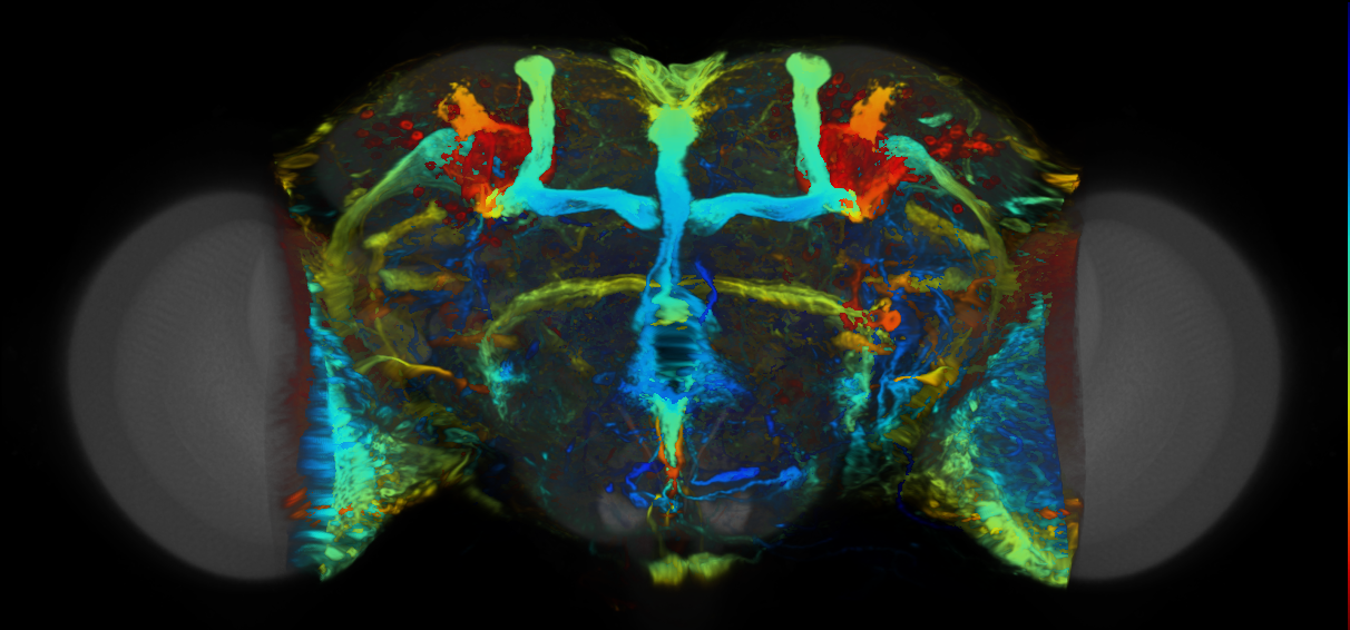 P{VT032969-GAL4} expression pattern