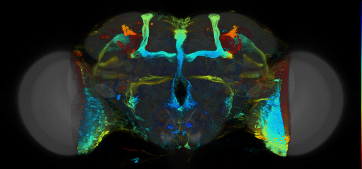 P{VT032969-GAL4} expression pattern