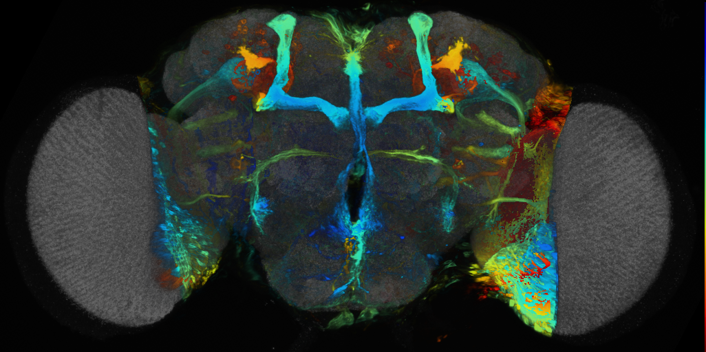 P{VT032969-GAL4} expression pattern