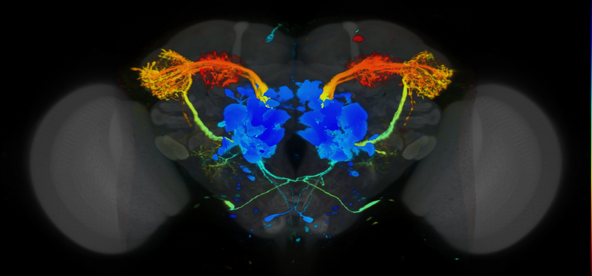 P{VT033008-GAL4} expression pattern