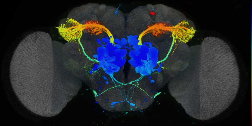 P{VT033008-GAL4} expression pattern