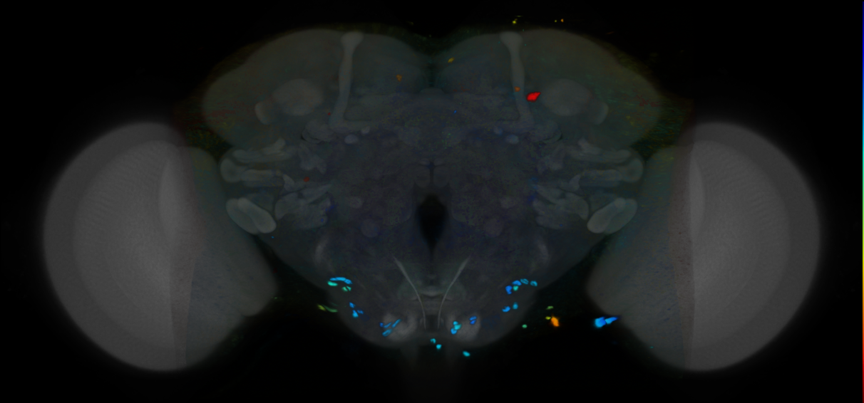 P{VT033036-GAL4} expression pattern