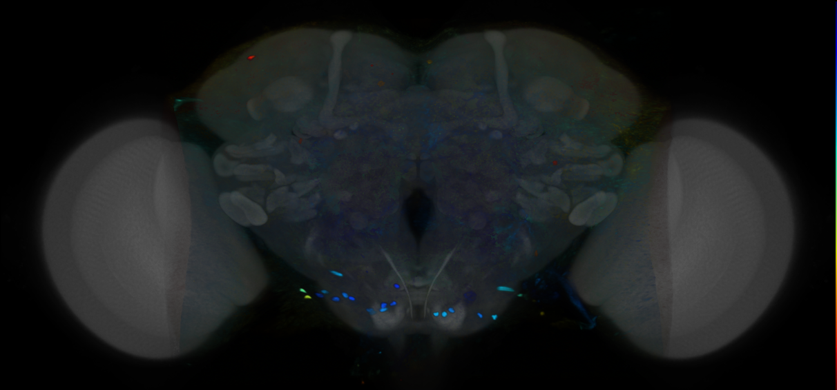 P{VT033036-GAL4} expression pattern