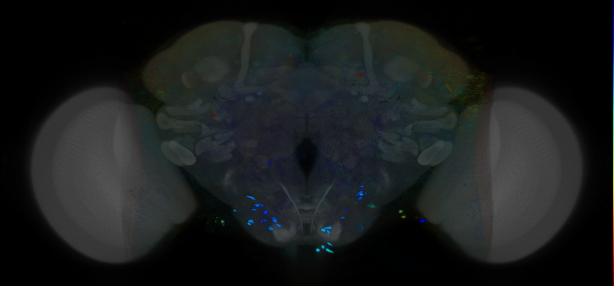P{VT033036-GAL4} expression pattern