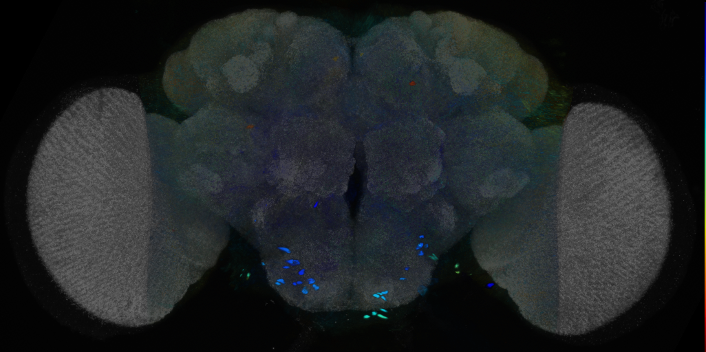P{VT033036-GAL4} expression pattern