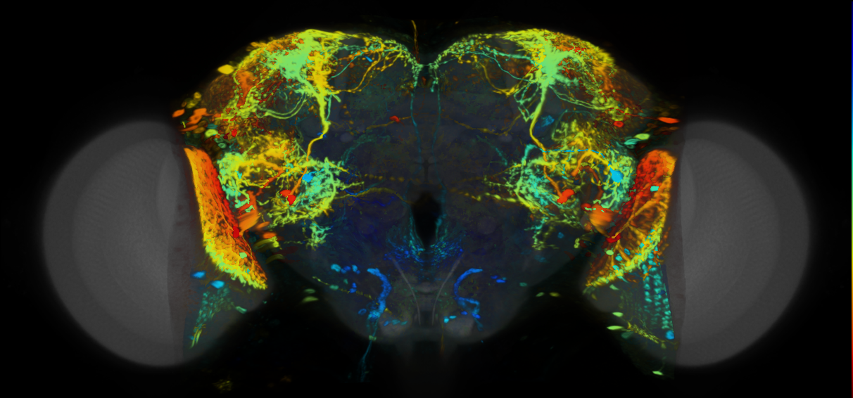 P{VT033047-GAL4} expression pattern