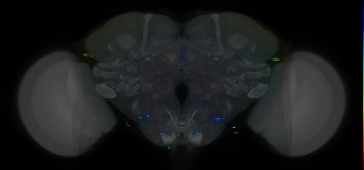 P{VT033237-GAL4} expression pattern