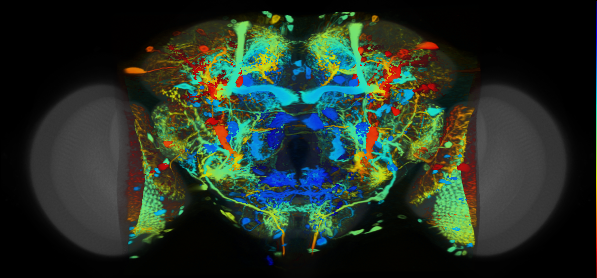 P{VT033287-GAL4} expression pattern