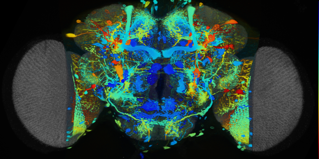 P{VT033287-GAL4} expression pattern