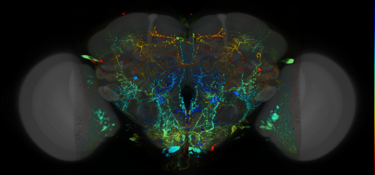 P{VT033289-GAL4} expression pattern