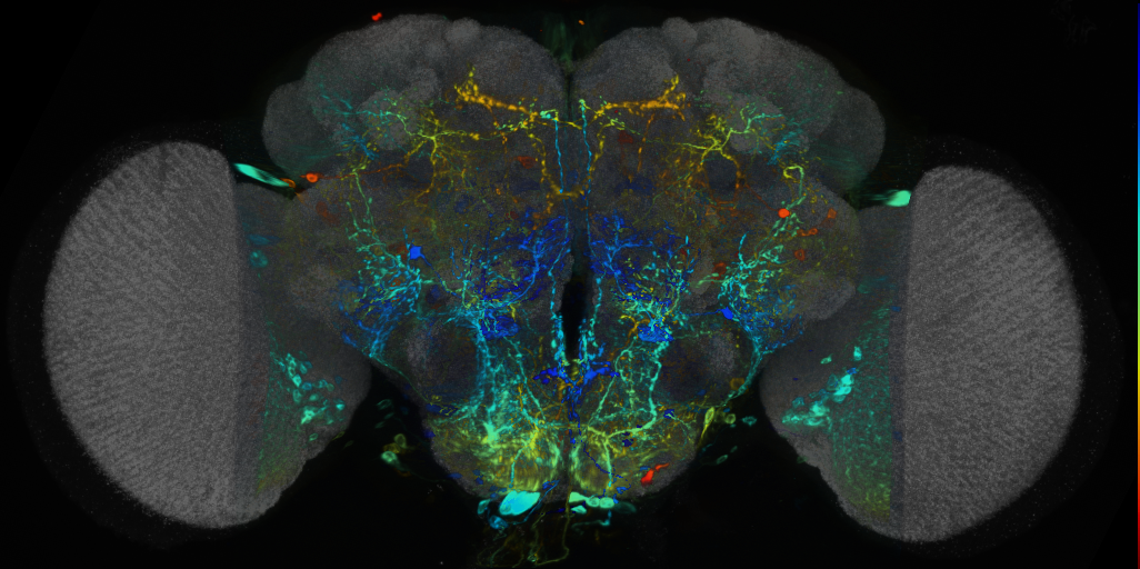 P{VT033289-GAL4} expression pattern