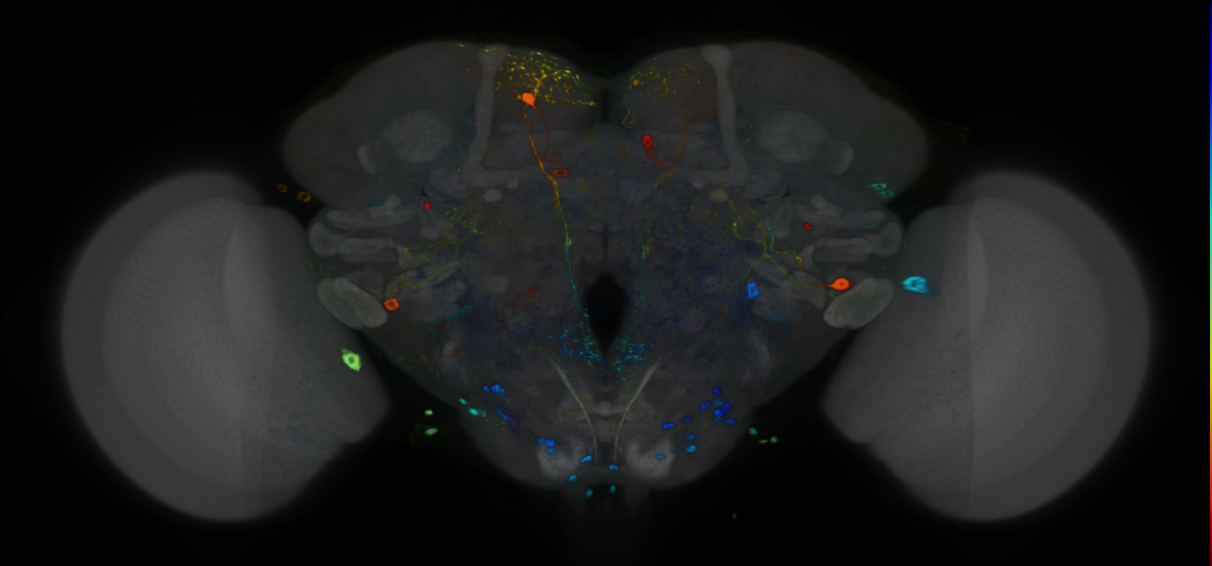 P{VT033491-GAL4} expression pattern