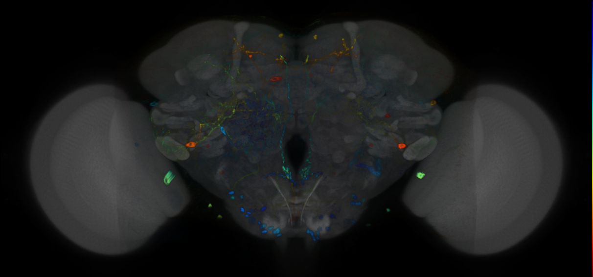 P{VT033491-GAL4} expression pattern