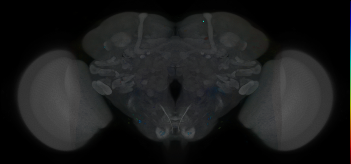 P{VT033512-GAL4} expression pattern