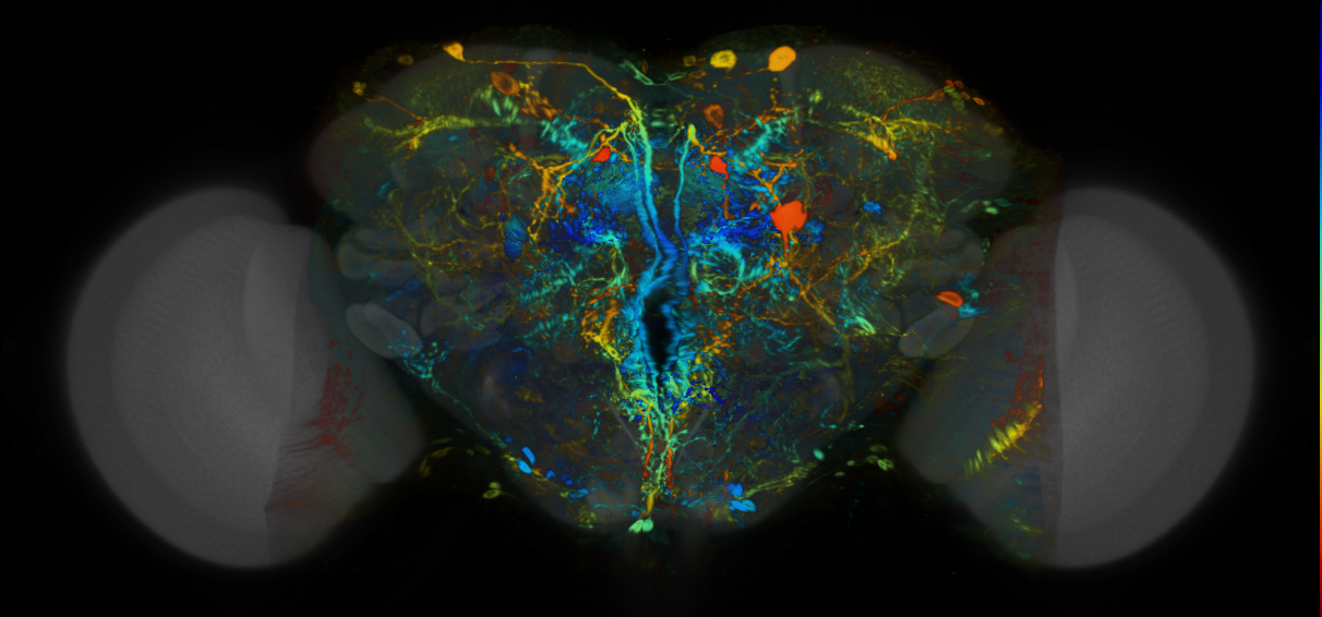 P{VT033616-GAL4} expression pattern