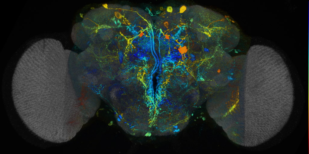 P{VT033616-GAL4} expression pattern