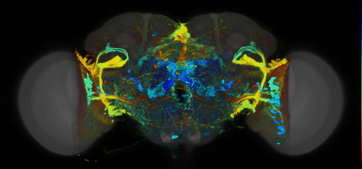 P{VT033641-GAL4} expression pattern