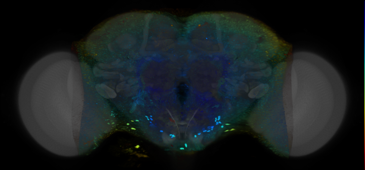 P{VT033649-GAL4} expression pattern