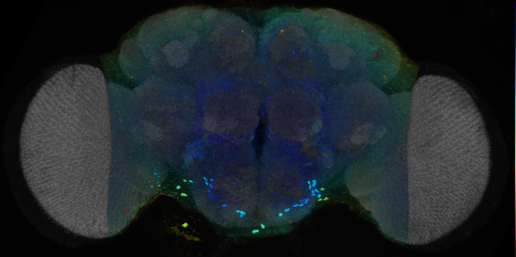 P{VT033649-GAL4} expression pattern