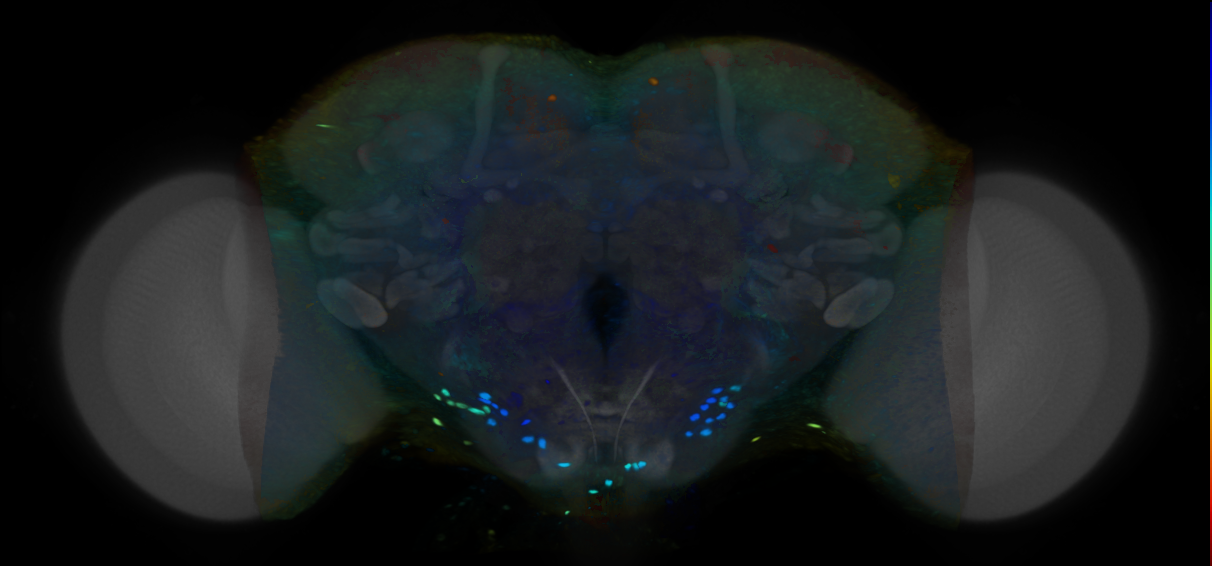 P{VT033649-GAL4} expression pattern