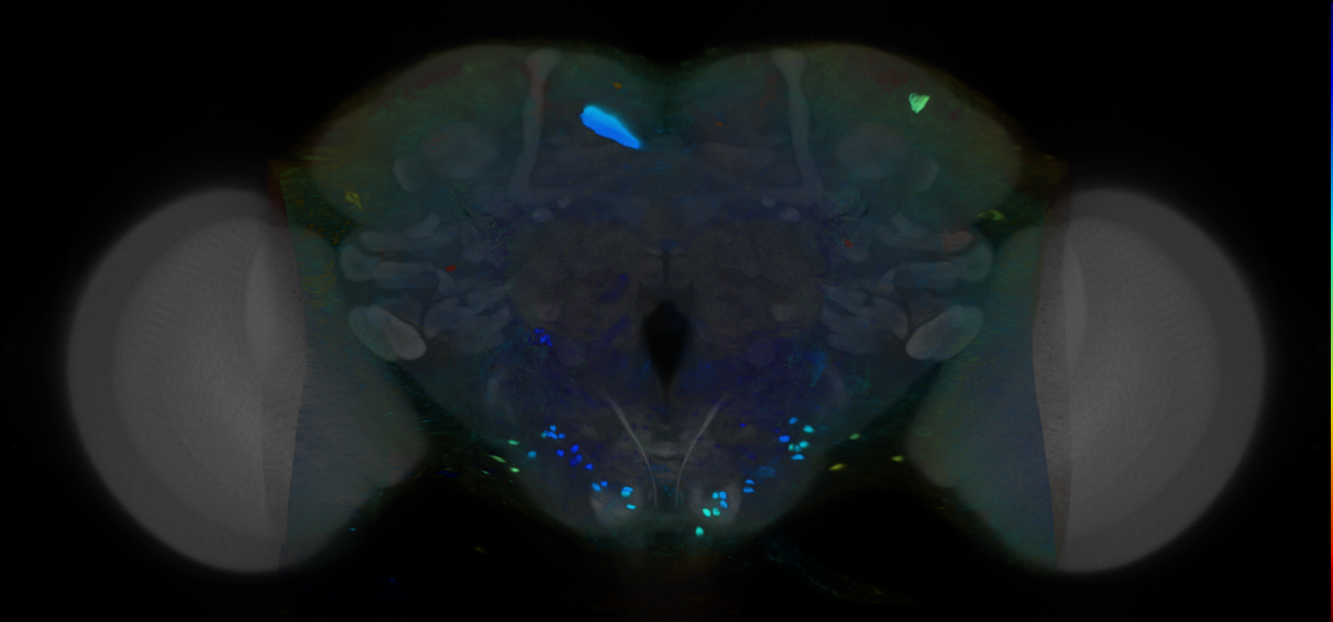 P{VT033649-GAL4} expression pattern