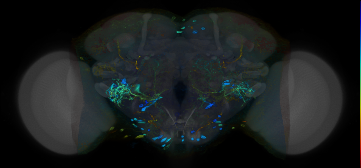 P{VT033912-GAL4} expression pattern